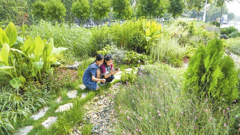 足球场草坪沙土配比：揭秘草坪建植的关键**