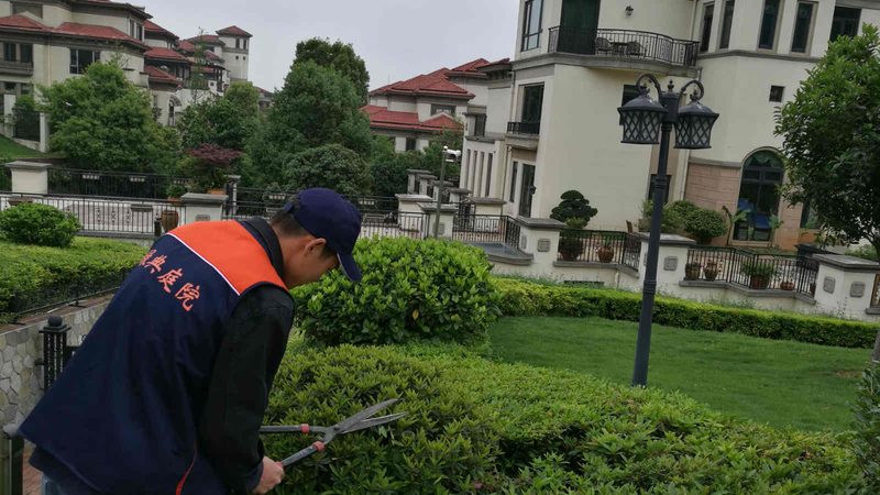 大规格苗木种植间距：关键因素与标准解析**