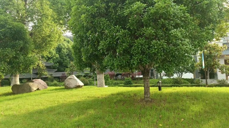 苗木种植成本控制的关键因素解析**