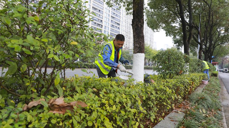 立体绿化植物病虫害防治：关键环节与预防策略**